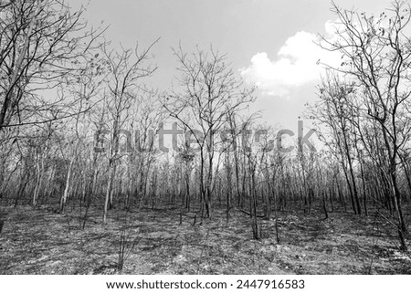Black and white photograph of an area of deciduous forest that has been burned during the dry season and has lost its leaves.
