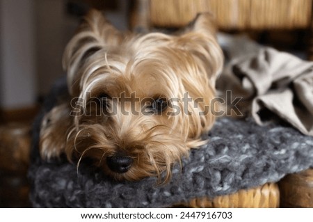 Golden and grey yorkshire dog with a bored expression on his face, close up picture
