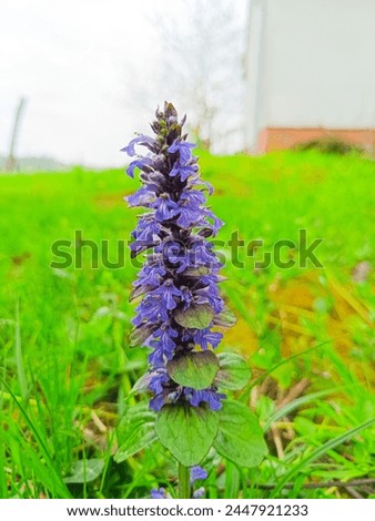 Lilac, blueish flower in the grass Royalty-Free Stock Photo #2447921233