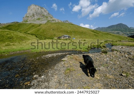 Lous Québottes sheep farm, Ayous lakes tour, Pyrenees National Park, Pyrenees Atlantiques, France