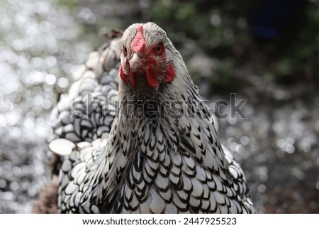 Close up of a silver laced wyandotte hen