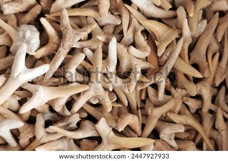 shark teeth collection texture as nice background