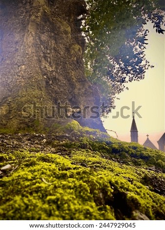A captivating photo captures an old tree standing tall amidst green, muddy terrain, with an ancient church looming in the background, conveying a sense of history and solemnity in the heavy atmosphere