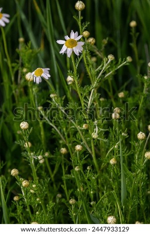 Tripleurospermum maritimum Matricaria maritima is a species of flowering plant in the aster family commonly known as false mayweed or sea mayweed. Royalty-Free Stock Photo #2447933129