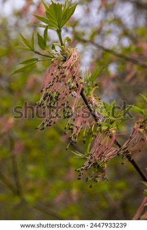 The ash-leaved maple Acer negundo flowers in early spring, sunny day and natural environment, blurred background. Royalty-Free Stock Photo #2447933239