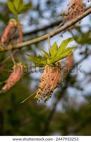 The ash-leaved maple Acer negundo flowers in early spring, sunny day and natural environment, blurred background. Royalty-Free Stock Photo #2447933253