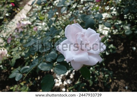 a white rose on a background of greenery