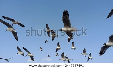 Seagulls are flying and playing with the wind in the sky. Royalty-Free Stock Photo #2447937491