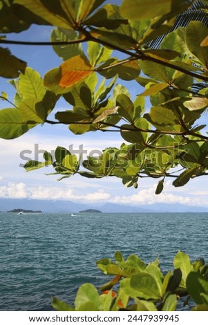 Coastal Serenity: Sea Surrounded by Lush Tree Leaves