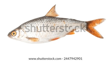 Close up of roach fish isolated on white background.