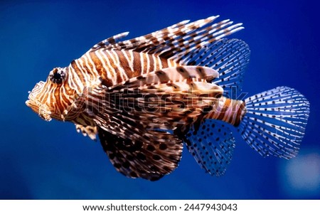 Close up of Lion fish swimming in blue water. Fish in aquarium.