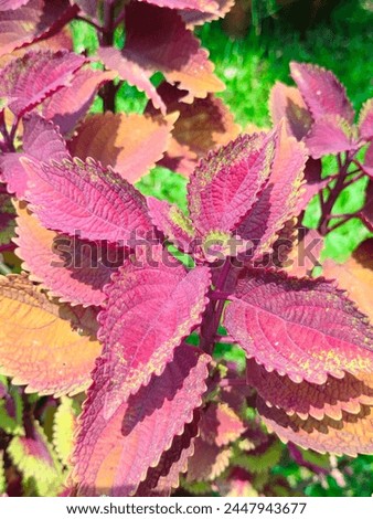 Stunning close-up of Coleus species Spur flower flybush Hullwort hedgehog flower reddish brownish yellowish ornamental leaves ultrahd hi-res jpg stock image photo picture selective focus side view 