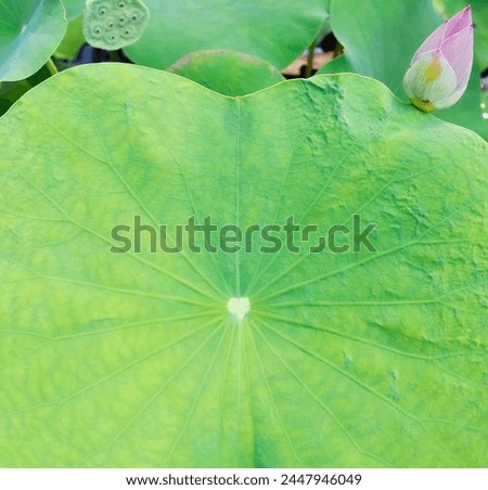 Green lotus leaf and lotus flowers and royal shower in lotus bath It is a beautiful picture of nature.