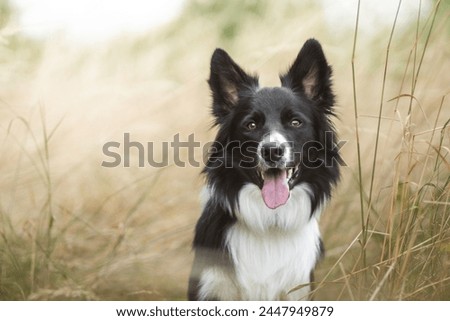 Beautiful border collie dog portrait in nature