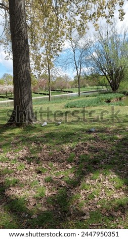The photos were taken in Amiens in the Parc Saint Pierre on April 10, 2024 