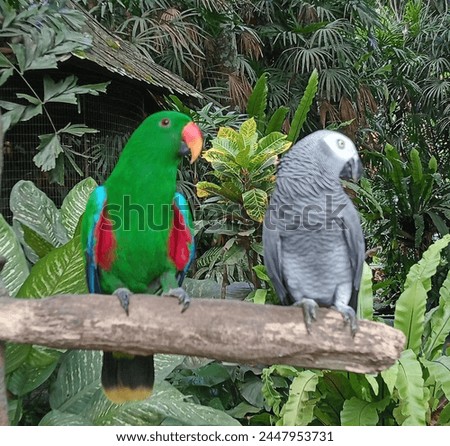Parrot bird. One of the rare and protected bird species in Indonesia. Royalty-Free Stock Photo #2447953731