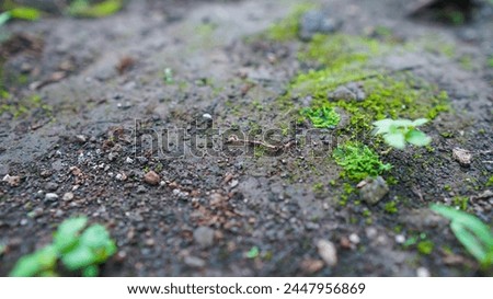 small worms in the soil with little green leaves