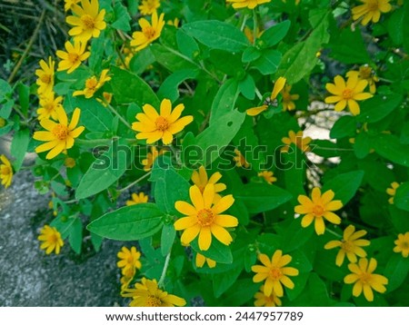 a group of yellow flowers in the garden. mini sunflowers. wedelia Chinensis or wild yellow daisy