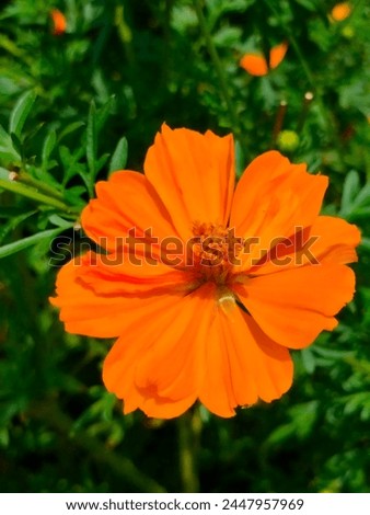 Stunning close-up of sulfur cosmos(Cosmos sulphureus,Yellow Cosmos,orange Cosmos) ultra hd hi-res jpg stock image photo picture selective focus vertical background top or aerial ankle view