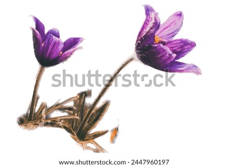 A Violet spring flowers blue 