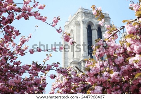 Notre-Dame de Paris Cathedral View in Spring with Blooming Cherry Tree in Front. Paris Cityscape.