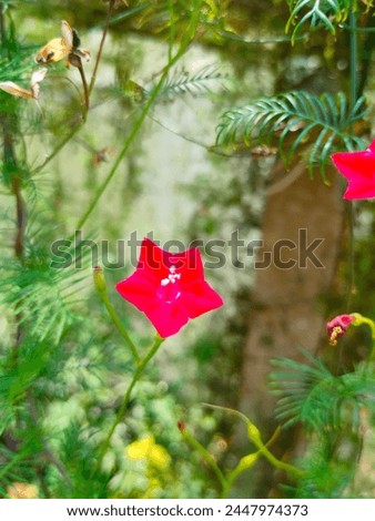 Stunning close-up of Red flower of Cypress vine (Ipomoea quamoclit, morning glory, cardinal Creeper,star glory,star of Bethlehem, hummingbird vine) ultra hd hi-res stock image photo picture side view
