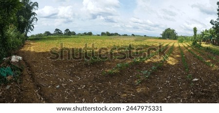 This a egg plant, metter beans and bell pepper farm area, at this moment crops are 2 weeks old Royalty-Free Stock Photo #2447975331