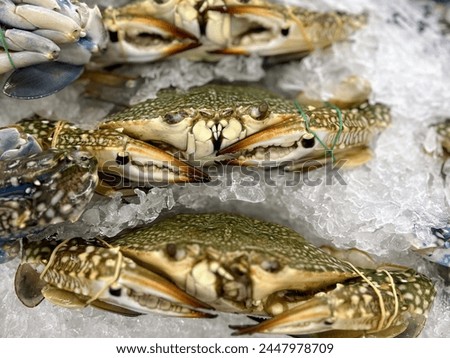 a photography of a bunch of crabs sitting on top of ice.