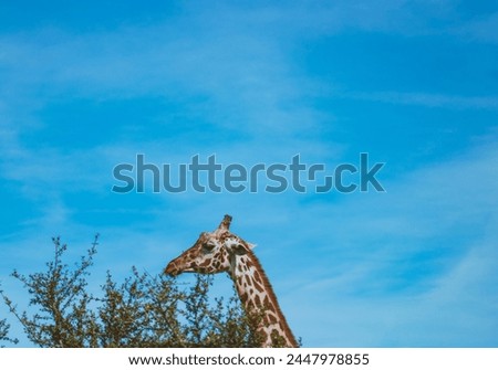 A towering giraffe gracefully leans into the verdant foliage, delicately munching on tender tree leaves. Royalty-Free Stock Photo #2447978855