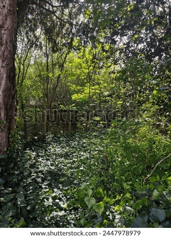 Background of forest or green clearing, illuminated by strong rays of the Sun, different coloring of green, luminosity of Sun passing through the foliage, laws of nature which passes after all, ruins Royalty-Free Stock Photo #2447978979