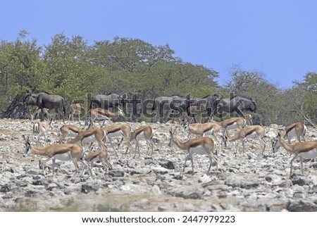 Picture of different animals drinking at an waterhole in Etosha National Park in Namibia during the day