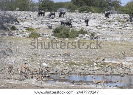 Picture of different animals drinking at an waterhole in Etosha National Park in Namibia during the day