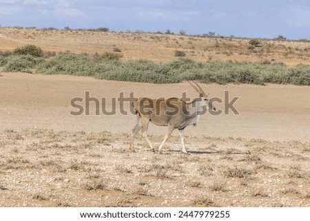 Picture of a Kudu in Etosha National Park in Namibia during the day