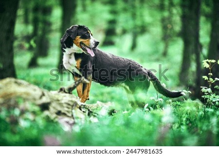          The Great swiss mountain dog                      