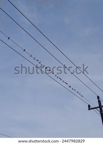 sekelompok burung cantik bertengger di kabel listrik menghadap langit biru Royalty-Free Stock Photo #2447982829