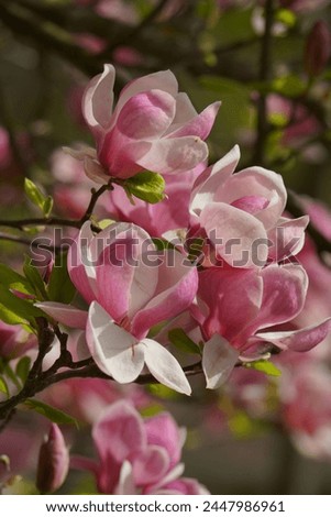 Pink magnolia flowers in Botanical Garden - Magnolia soulangeana