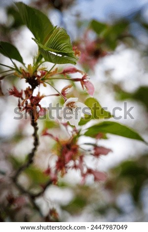 Cherry blossoms - Close-up shot