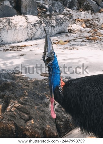 A cassowary is standing in a stream of water in far north queensland australia