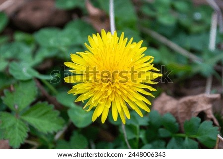 dandelion flower close-up - yellow flower - close-up of dandelion in grass