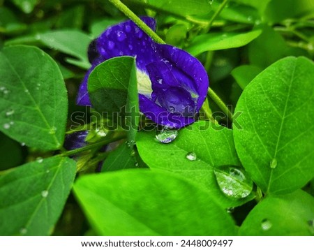 Raindrops on the green leaves of the Telang Flower (Bunga Telang in Indonesian) or Clitoria ternatea also called butterfly flower