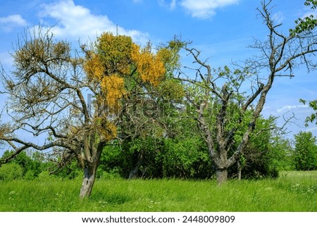 Group of trees with mistletoe near Malschdorf on the Schönfeld Highlands near Dresden, Saxony, Germany.