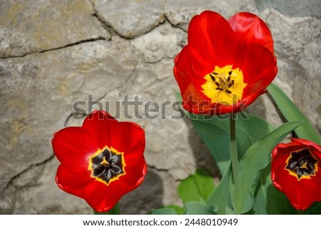 Blooming tulips on background of concrete wall with deep cracks and moss of old building. Close-up. Copy space. Selective focus.