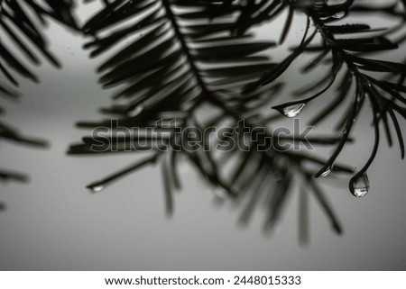 Pine needles in storm covered in dew