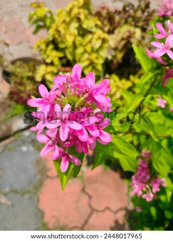 Stunning close-up of Pink flowers of Pseuderanthemum Laxiflorum Shooting star ultrahd hi-res jpg stock image photo picture selective focus vertical background side or straight ankle view 
