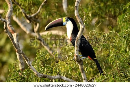 black-billed toucan (Channel-billed Toucan), beautiful bird present in Brazil