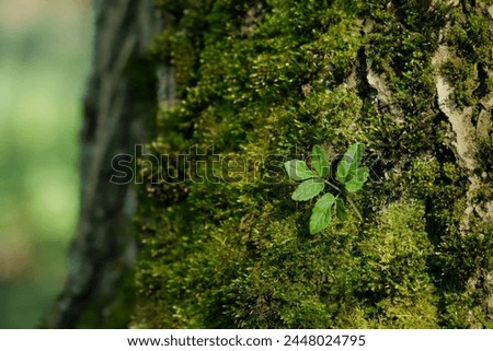 Green leaf on mossy tree trunk in forest, abstract natural background. Beautiful image of spring, summer nature. wildlife, ecology, environment, earth day concept. template for design Royalty-Free Stock Photo #2448024795