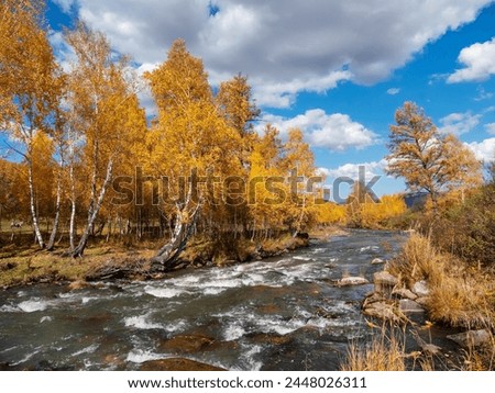 Colorful autumn landscape with golden leaves on trees along turquoise stormy mountain river in sunshine. Bright scenery with mountain river and yellow trees in autumn colors in fall time.