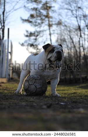  a picture of my dog and me teaching him how to kick a ball. I hope you'll love it
