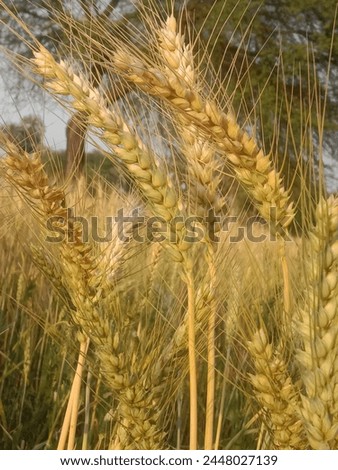 Triticum aestivum L plant or wheat plant or wheat field.Close to ripe wheat plant background Royalty-Free Stock Photo #2448027139