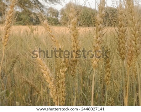 Triticum aestivum L plant or wheat plant or wheat field.Close to ripe wheat plant background Royalty-Free Stock Photo #2448027141